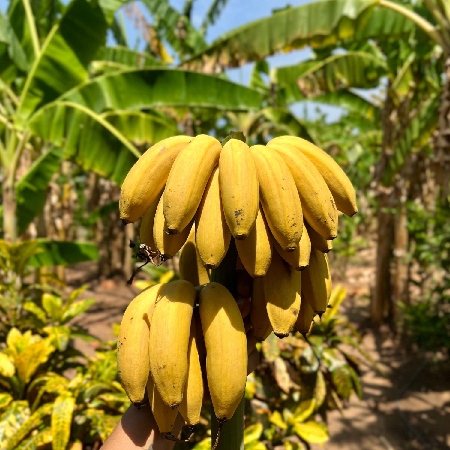 Ecuadorian Bananas
